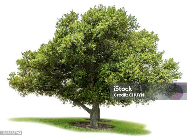 Tree Stock Photo - Download Image Now - Bush, Transparent Background, Tree
