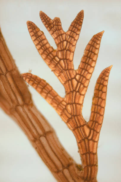 micrograph of Polysiphonia species of red algae Micrograph of Polysiphonia species of red algae. Wet mount, 10X objective, transmitted illumination. Capitola, California, USA. Note - very shallow depth of field, chromatic aberration and uneven focus are inherent in light microscopy. red algae stock pictures, royalty-free photos & images