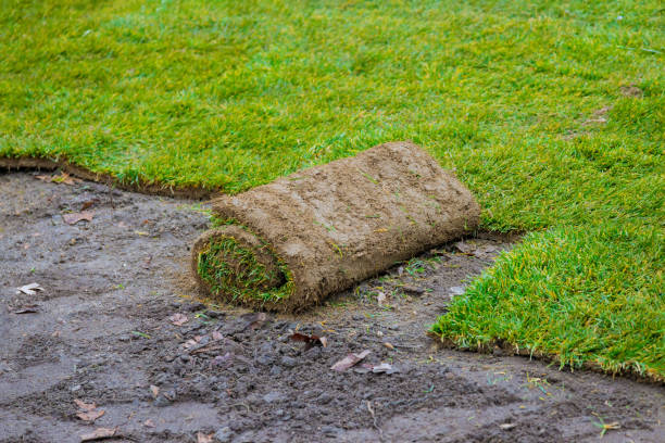 istock Rolled grass lawn closeup is ready for laying natural grass 1398561866