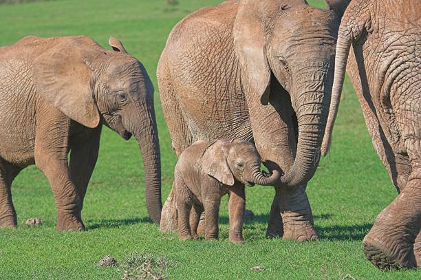 African Elephant Family stock photo