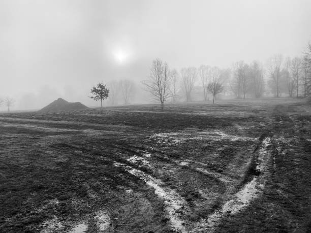 Foggy day of a tree farm