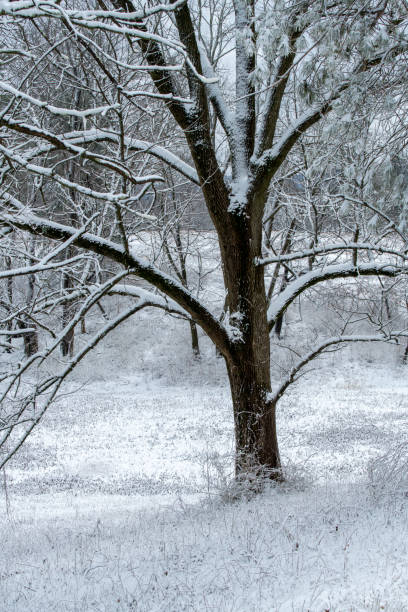 istock Forest after snow in Winter 1398562898