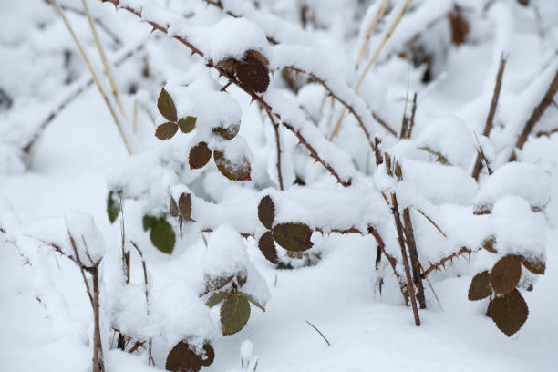 Frost on prickly fragile twig. Blurred background. Close-up. Horizontal photo. Silver hoarfrost texture. Clear frosty sunny morning. Snow covered field near countryside early morning.
