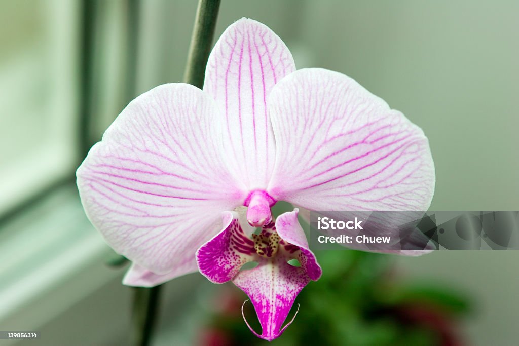 Orchid ORCHIDS Beauty Stock Photo