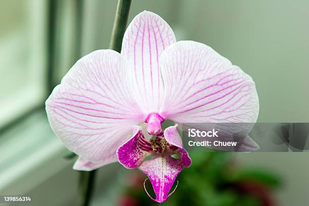 Orchid Stock Photo - Download Image Now - Beauty, Beauty In Nature, Black Color