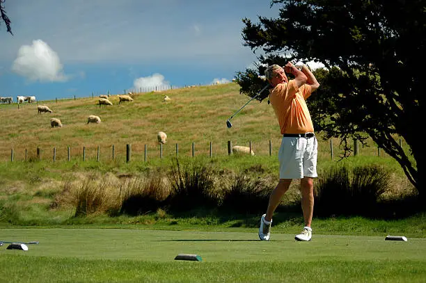 Golfer tees off in front of sheep