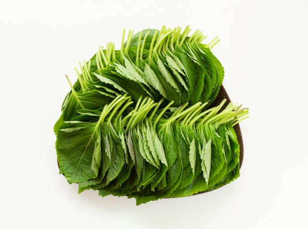 istock Sesame leaves on the plate. Top view. Isolated on white background. 1398563828