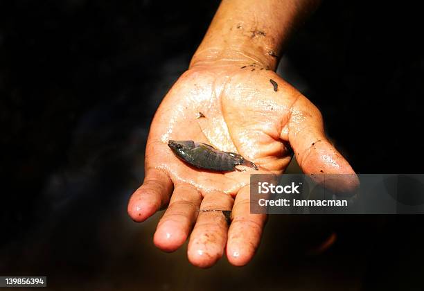 Foto de Tilápia Na Mão e mais fotos de stock de Aquacultura - Aquacultura, Criação de Peixes, Desenvolvimento