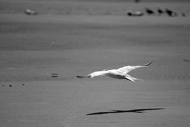 Bird flying low stock photo