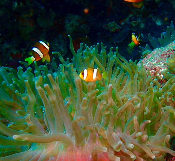 istock Clown fish with anenome 1398564600