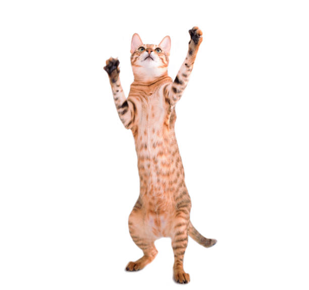 Leopard cat stands on its hind legs and try to catch something Leopard cat stands on its hind legs and try to catch something cat jumping stock pictures, royalty-free photos & images