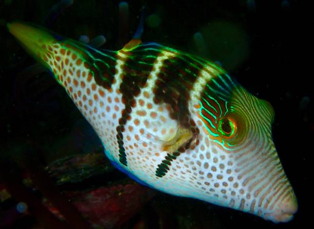 istock Black saddled Toby fish Valentin’s puffer 1398564689
