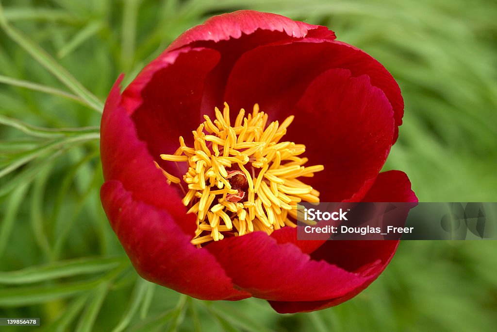 작약 아이리스입니다-Paeonia tenuifolia - 로열티 프리 0명 스톡 사진