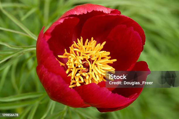 작약 아이리스입니다paeonia Tenuifolia 0명에 대한 스톡 사진 및 기타 이미지 - 0명, 6월, 7월