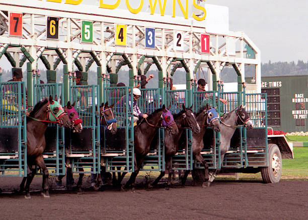 Horses being let out of a gate during a race on a track Horses breaking from the starting gate. thoroughbred horse stock pictures, royalty-free photos & images
