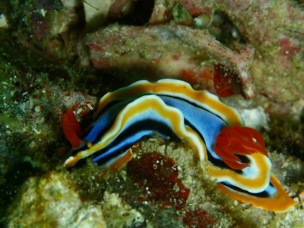 istock Blue orange and red nudibranch 1398565358