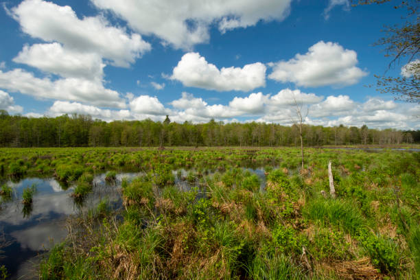 istock Afternoon scenics at the marsh #5 1398565382
