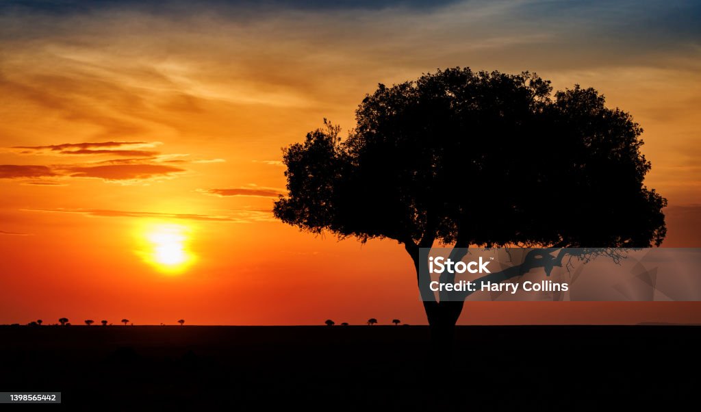 Sunrise in Africa Sunrise behind a tree in Africa Serengeti National Park Stock Photo