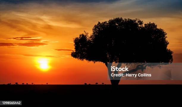 Sunrise In Africa Stock Photo - Download Image Now - Serengeti National Park, Tanzania, Acacia Tree