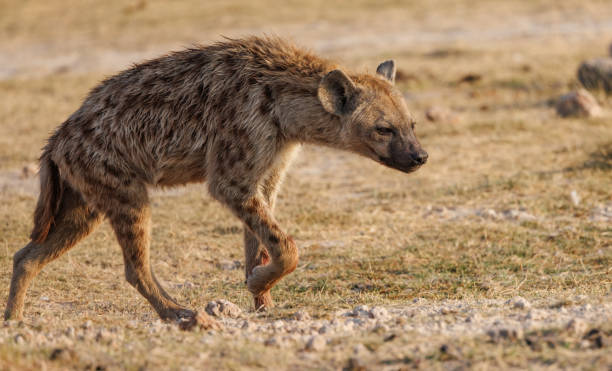 istock Hyena in the Mara, Africa 1398565443