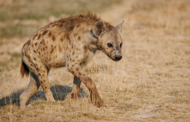 istock Hyena in the Mara, Africa 1398565466
