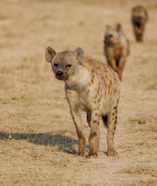 istock Hyena in the Mara, Africa 1398565488