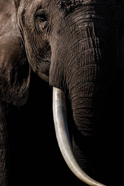 istock An Elephant in Africa 1398565540
