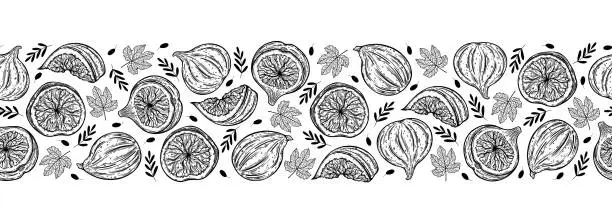 Vector illustration of Figs seamless vector border. Sweet garden fruits whole, half, slice. Sketch of fresh berry with branches, leaves. Monochrome outline of mediterranean plant. Hand drawn botanical line art