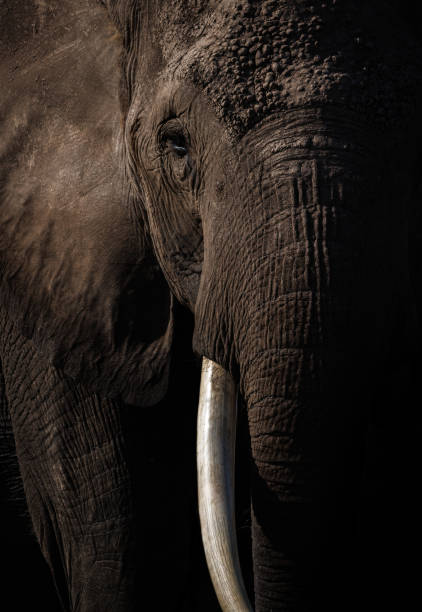 istock An Elephant in Africa 1398565559