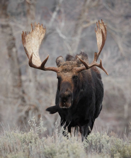 istock Moose in Grand Teton National Park 1398565561
