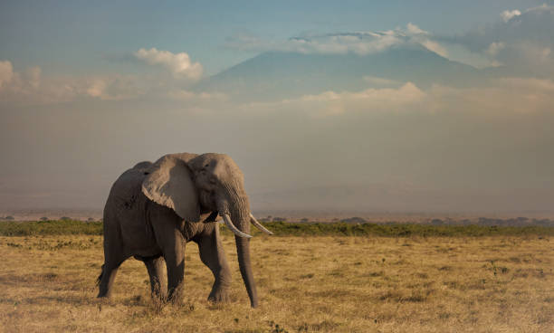 istock An Elephant in Africa 1398565580