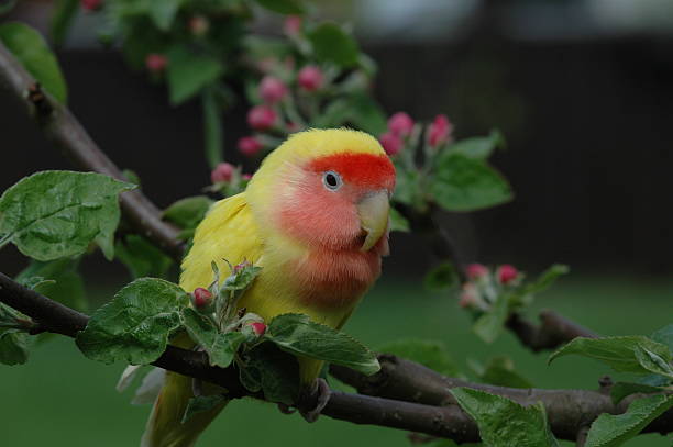 Papagaio - foto de acervo