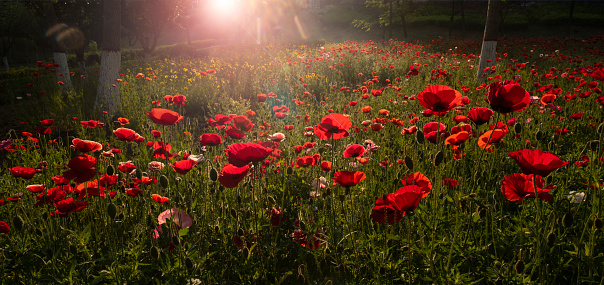 Large fields of flowers in the sun,Bright red is full of life.