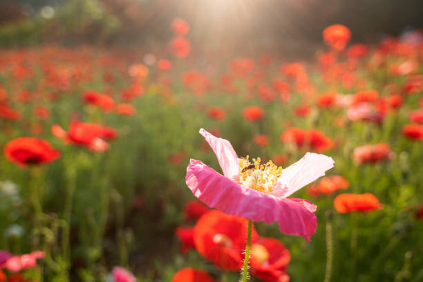 Large fields of flowers in the sun,Bright red is full of life.