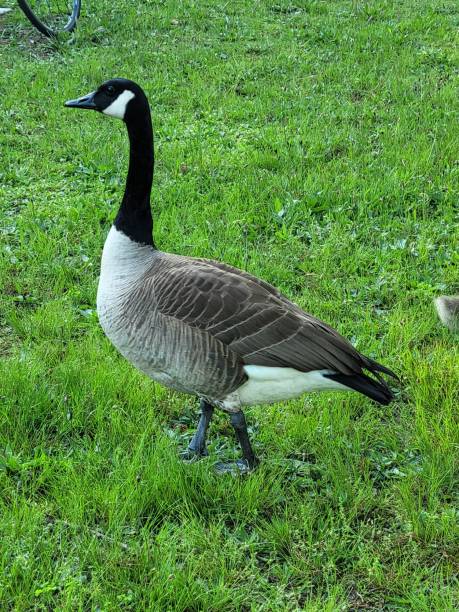 istock Goose walking in the grass 1398567702