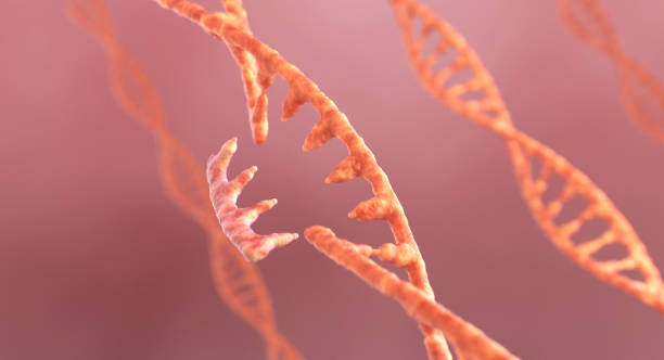 DNA and RNA Editing Concept. 3D Illustration stock photo