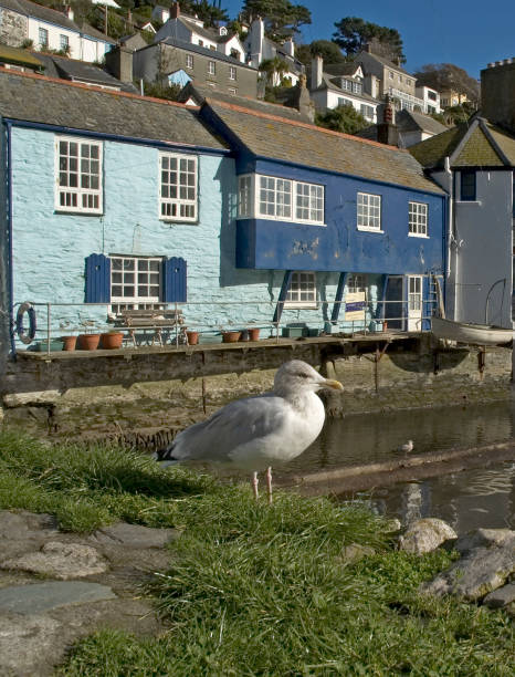 seagull at the harbor stock photo