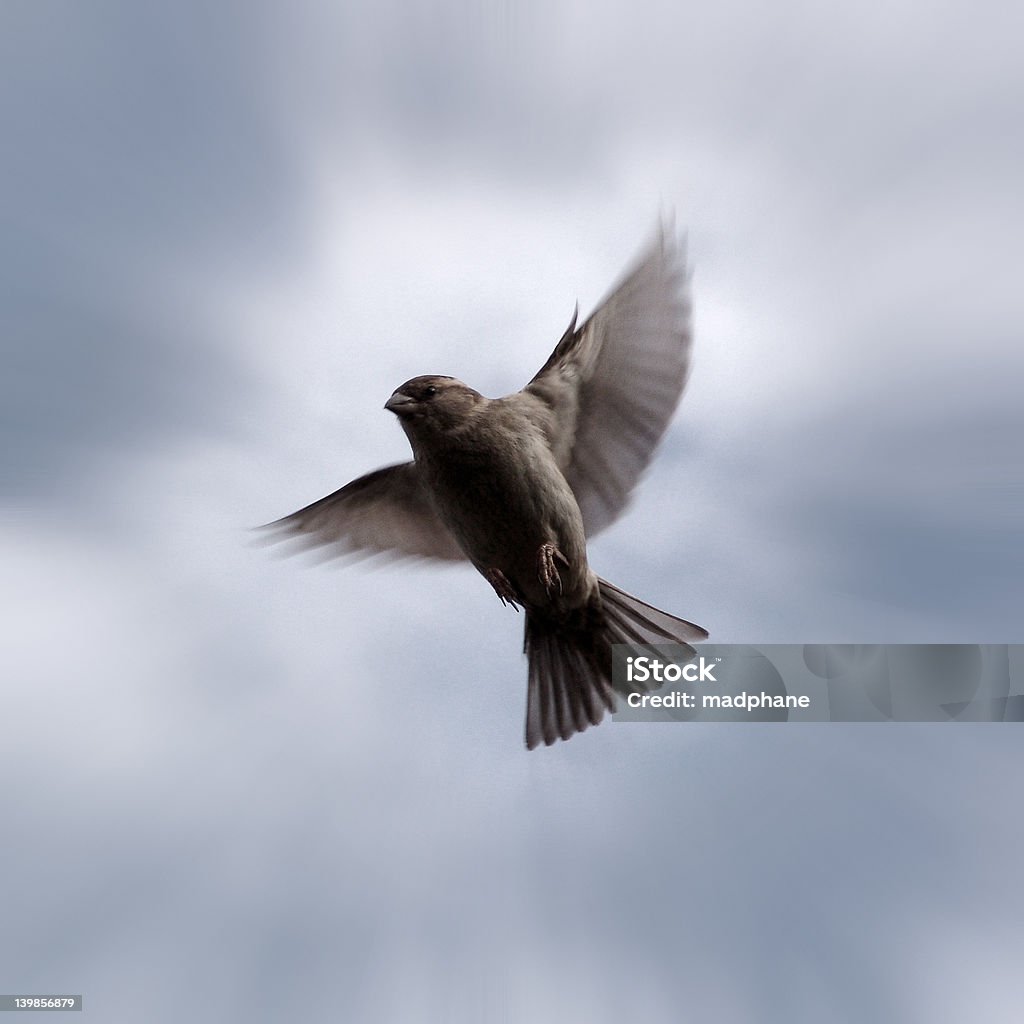 Bird Small french bird in Paris. Face with wings. Animal Stock Photo