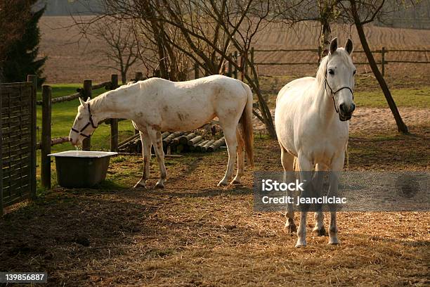 Białe Konie - zdjęcia stockowe i więcej obrazów Biały - Biały, Biały koń, Część ciała zwierzęcia