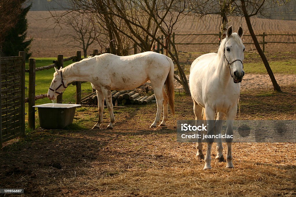 Cavalos brancos - Foto de stock de Agricultura royalty-free