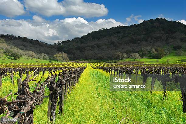 Wine Country Stock Photo - Download Image Now - Napa Valley, Mustard Plant, California