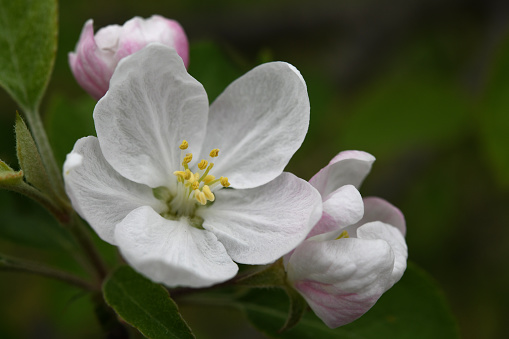 A macro image of a apple tree blossom.