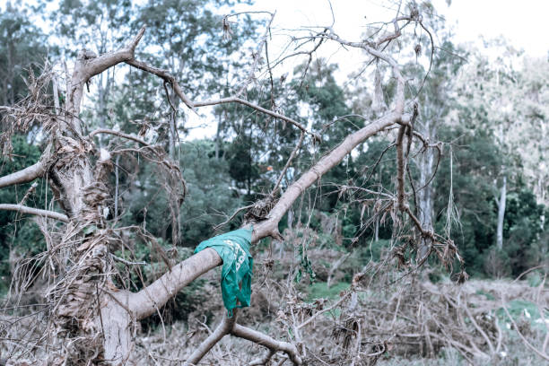 Woolworths green reusable bag washed up on a fallen tree due to the floods. Climate Change Concept. Queensland Flood, Youngs Crossing 2022