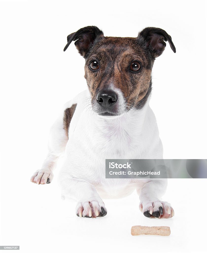 El paciente - Foto de stock de Perro libre de derechos