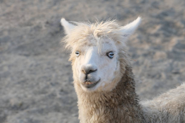 istock close up one Alpaca looking at camera 1398571506