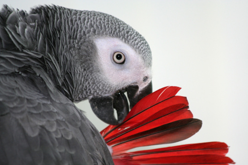 An African Grey parrot preening it's tail
