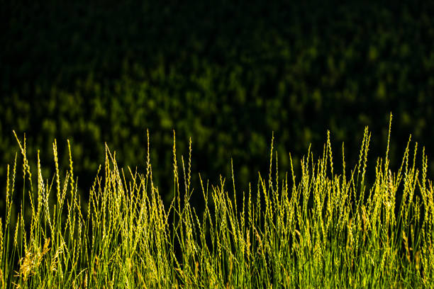 Bright green grass in high contrast light in the mountains.