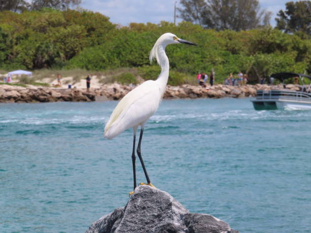 aigrette des neiges oiseau d’eau à longues pattes debout sur un rocher au-dessus du front de mer - wading snowy egret egret bird photos et images de collection