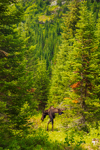 Young moose amongst pine trees in wilderness mountain area, National Park in Wyoming.