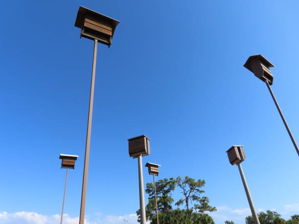 Bat houses mounted high on poles